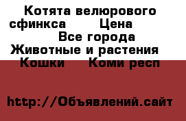 Котята велюрового сфинкса. .. › Цена ­ 15 000 - Все города Животные и растения » Кошки   . Коми респ.